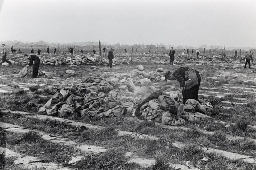 Zwart-witfoto van een veld vol met juten zakken, op enkele zakken staat het woord 'cement', op de voorgrond twee vrouwen met schorten die de zakken gebukt doorzoeken, op de achtergrond zijn meer mensen te zien in het veld.