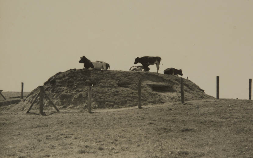 Zwart-witfoto. Vier koeien staan en liggen bovenop een aarden hoop die als veldversterking dient, de schietgaten zijn nog zichtbaar, om de versterking is een hek aangelegd.